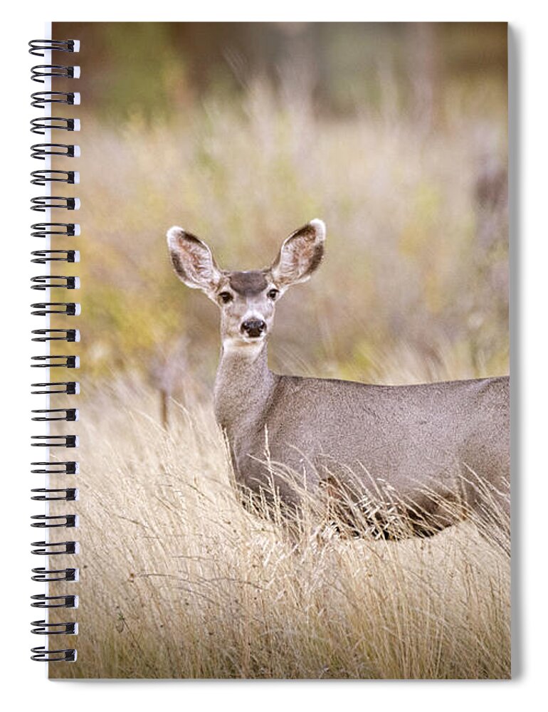 Mule Deer Spiral Notebook featuring the photograph Mule Deer in the Woods #2 by Saija Lehtonen