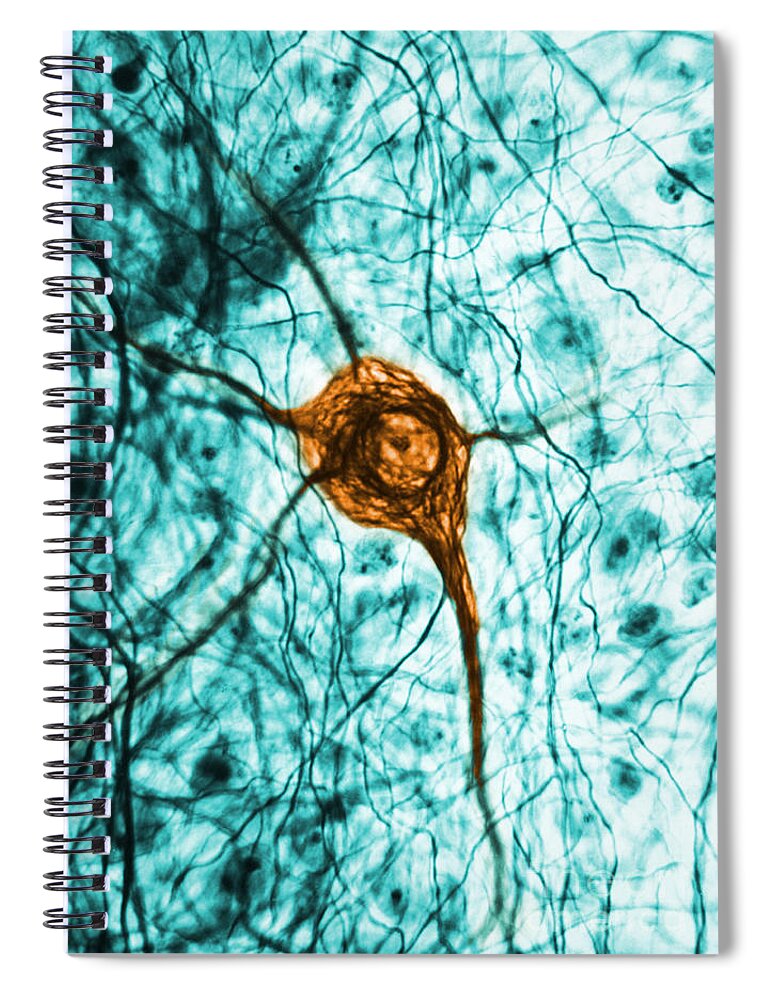Cell Spiral Notebook featuring the photograph Neuron, Tem #1 by Science Source
