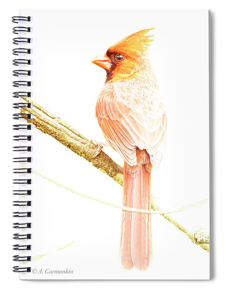 Northern Cardinal Spiral Notebook featuring the photograph Northern Cardinal, Male in Winter #1 by A Macarthur Gurmankin