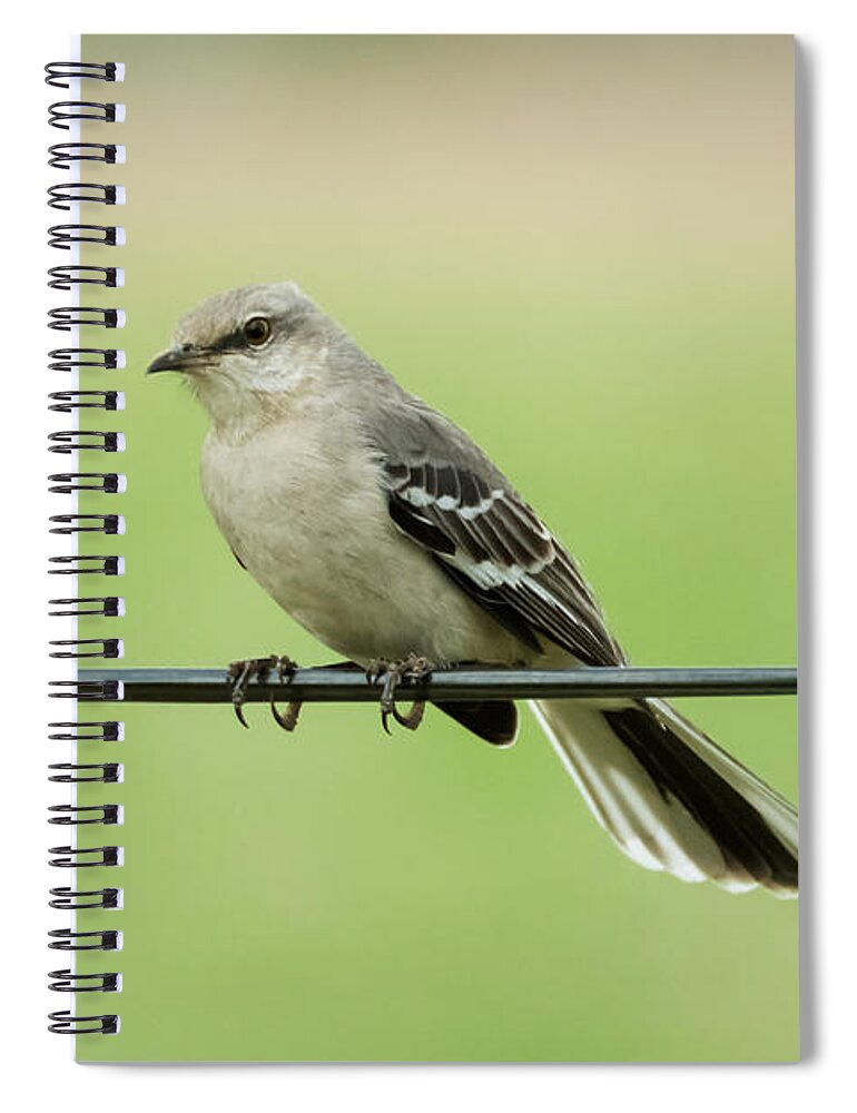 Bird Spiral Notebook featuring the photograph Northern Mockingbird by Holden The Moment