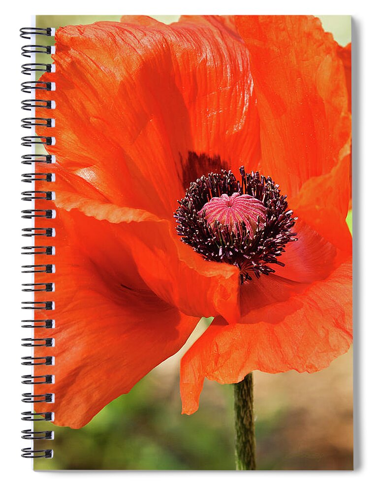 Poppy Spiral Notebook featuring the photograph On the Fringe #2 by Jill Love