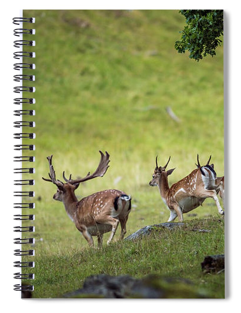 Four Fallow Deer Bucks Spiral Notebook featuring the photograph On the run by Torbjorn Swenelius