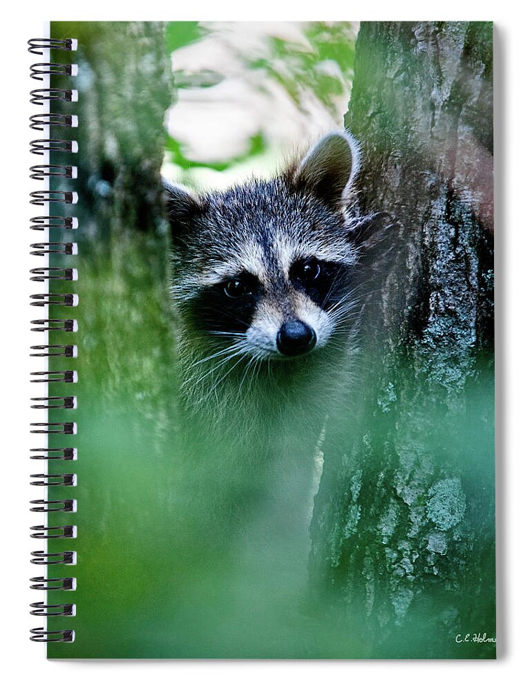 Racoon Spiral Notebook featuring the photograph On Watch #1 by Christopher Holmes