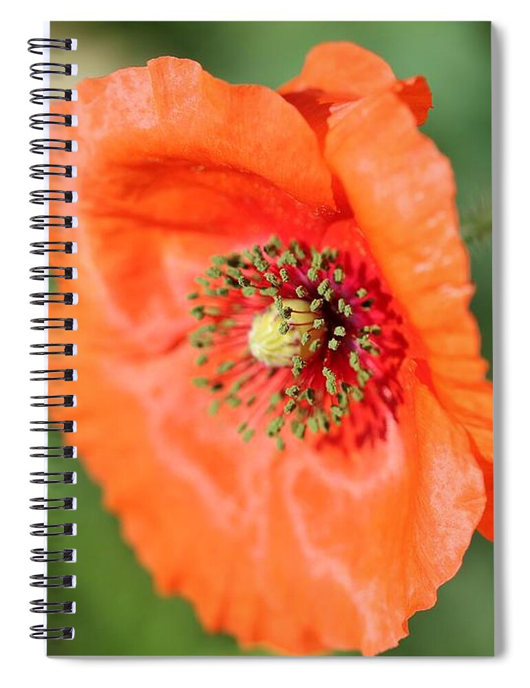 Mccombie Spiral Notebook featuring the photograph Orange Wild Flanders Poppy #4 by J McCombie