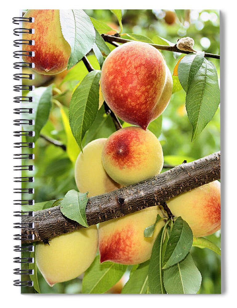 Peach Spiral Notebook featuring the photograph Peaches #1 by Kristin Elmquist