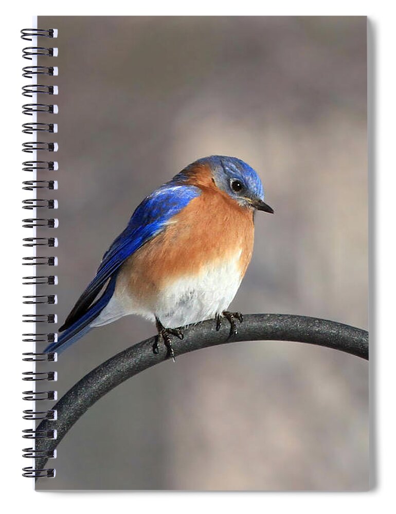 Bluebird Spiral Notebook featuring the photograph Perched #1 by Jackson Pearson