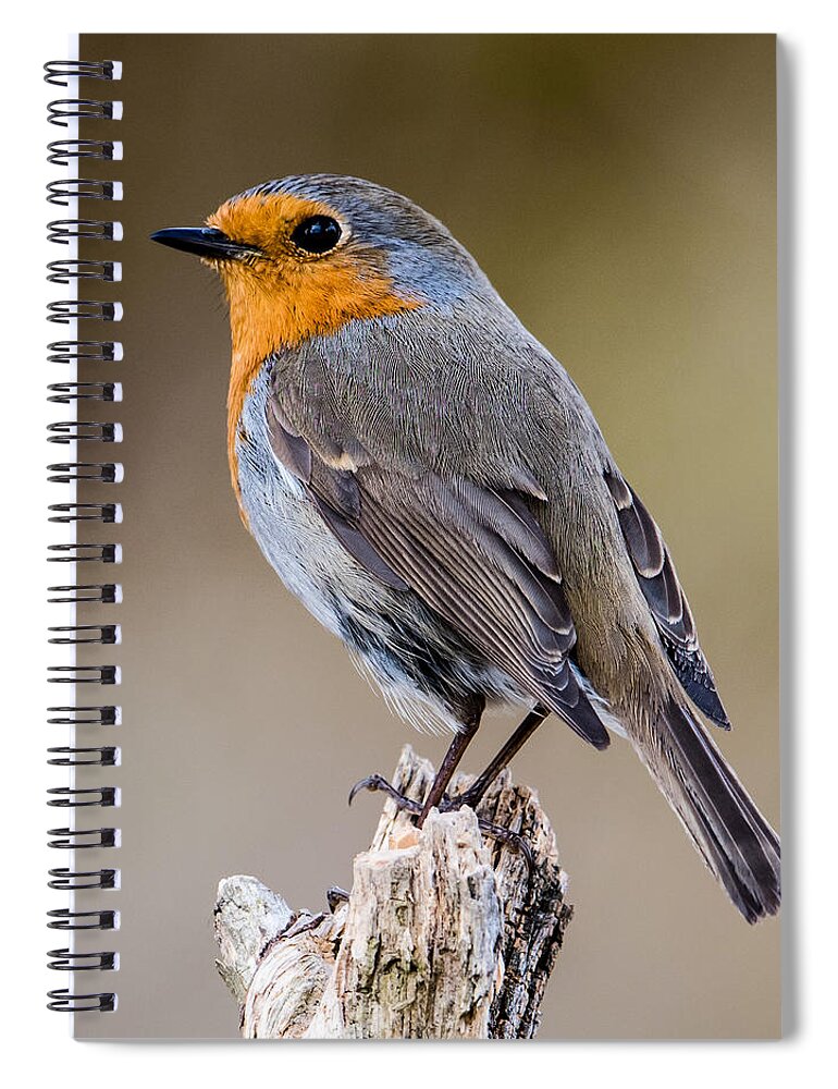 Perching Spiral Notebook featuring the photograph Perching Robin by Torbjorn Swenelius