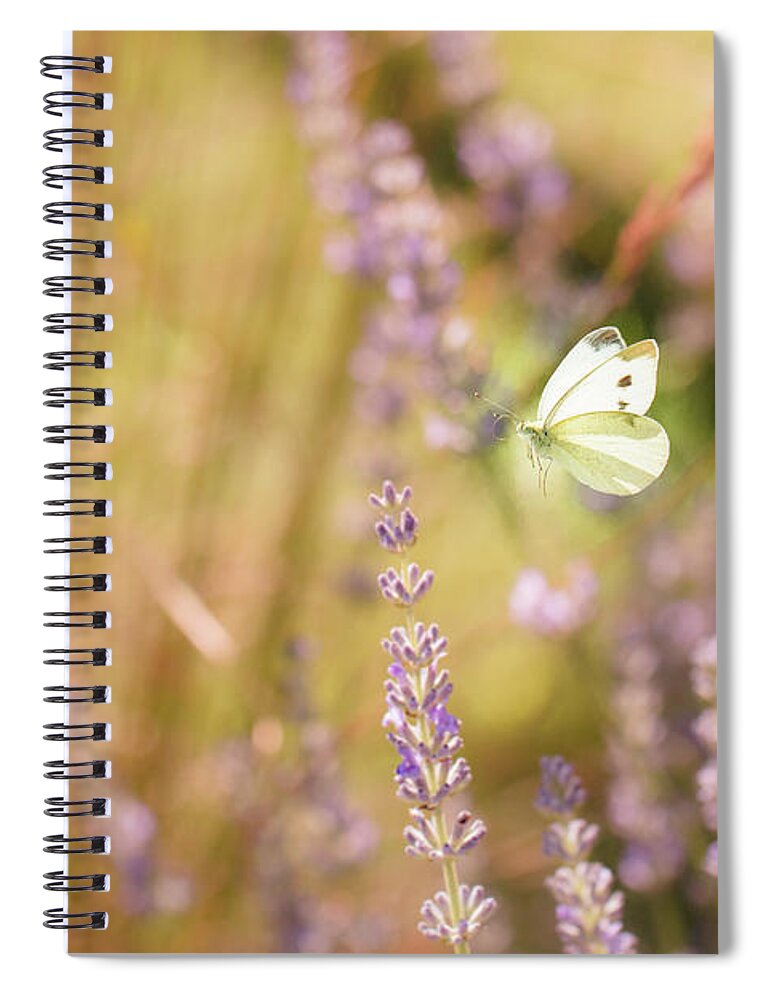 Europe Spiral Notebook featuring the photograph Pieris brassicae, the large white, also called cabbage butterfly #1 by Amanda Mohler