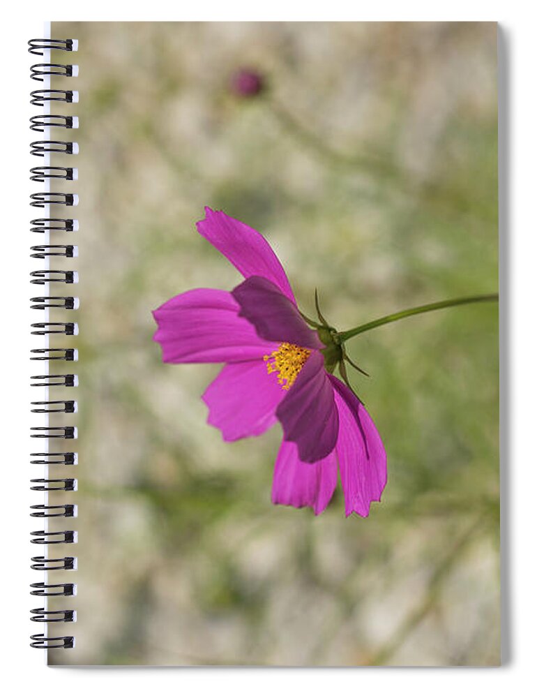 Pink Cosmos Spiral Notebook featuring the photograph Pink Cosmos #1 by Alana Ranney