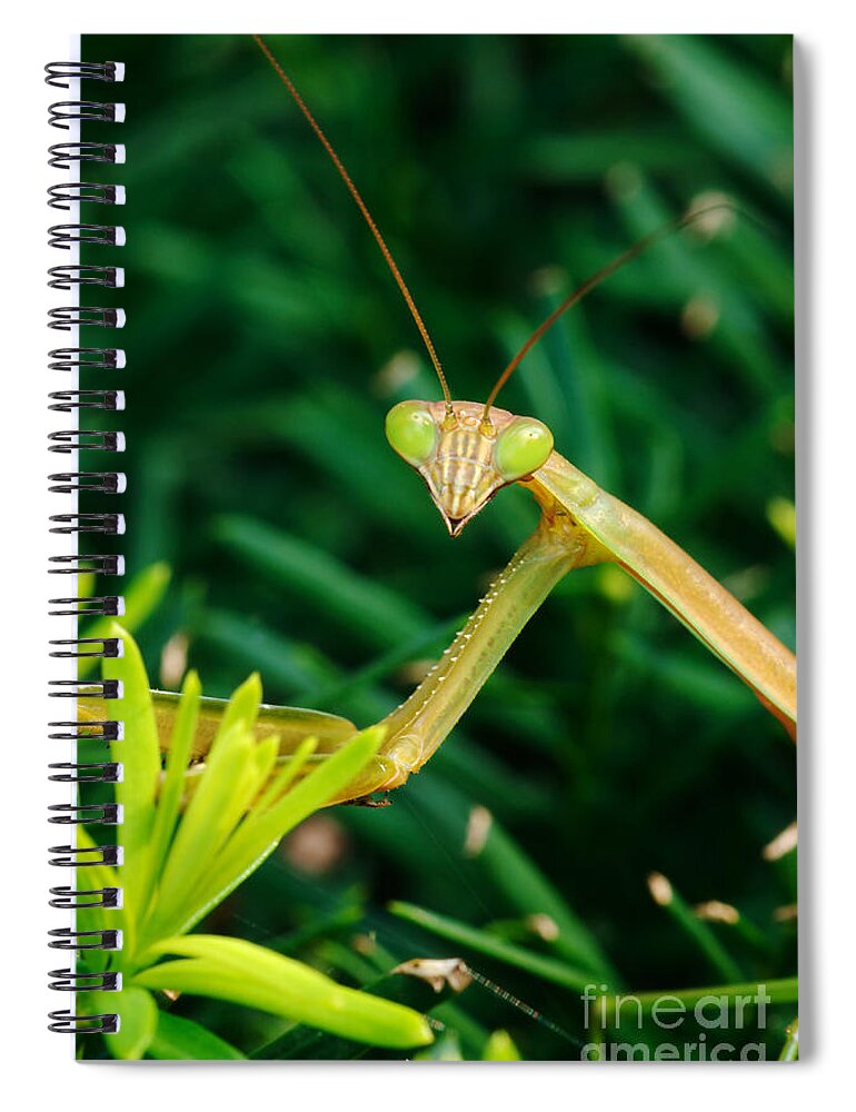 Praying Mantis Spiral Notebook featuring the photograph Praying Mantis #1 by George Mattei