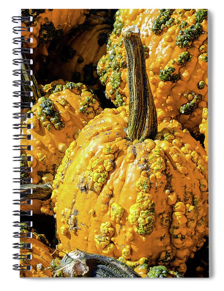 Autumn Spiral Notebook featuring the photograph Pumpkins with Warts #1 by Iryna Liveoak