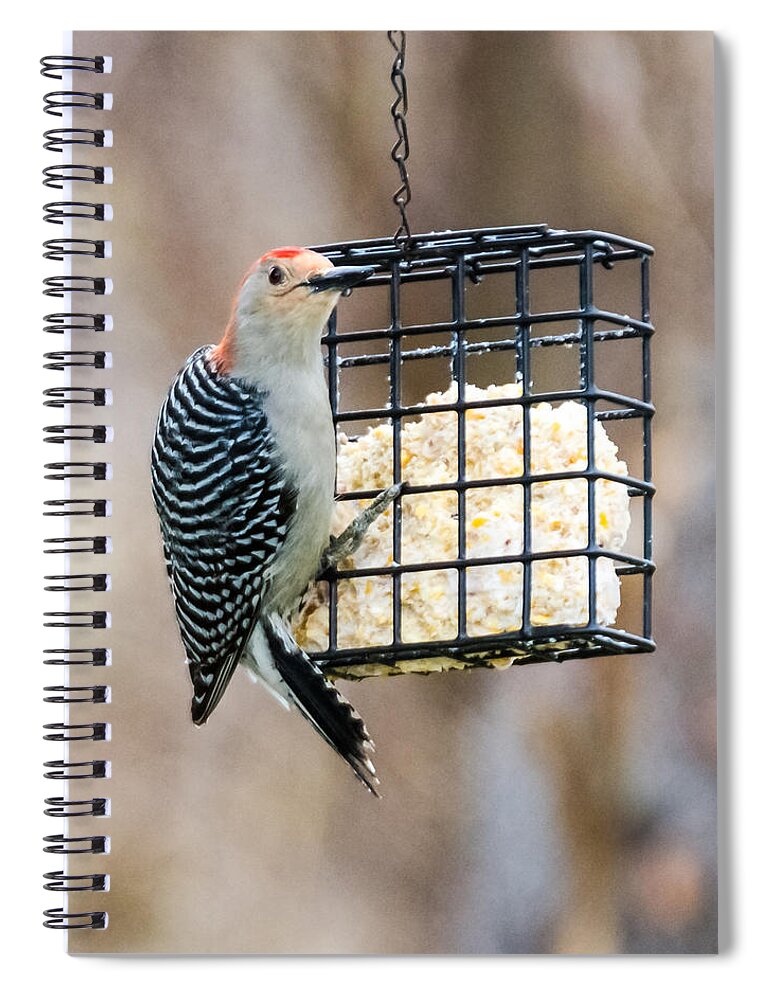 Woodpecker Spiral Notebook featuring the photograph Red - Bellied Woodpecker #2 by Holden The Moment