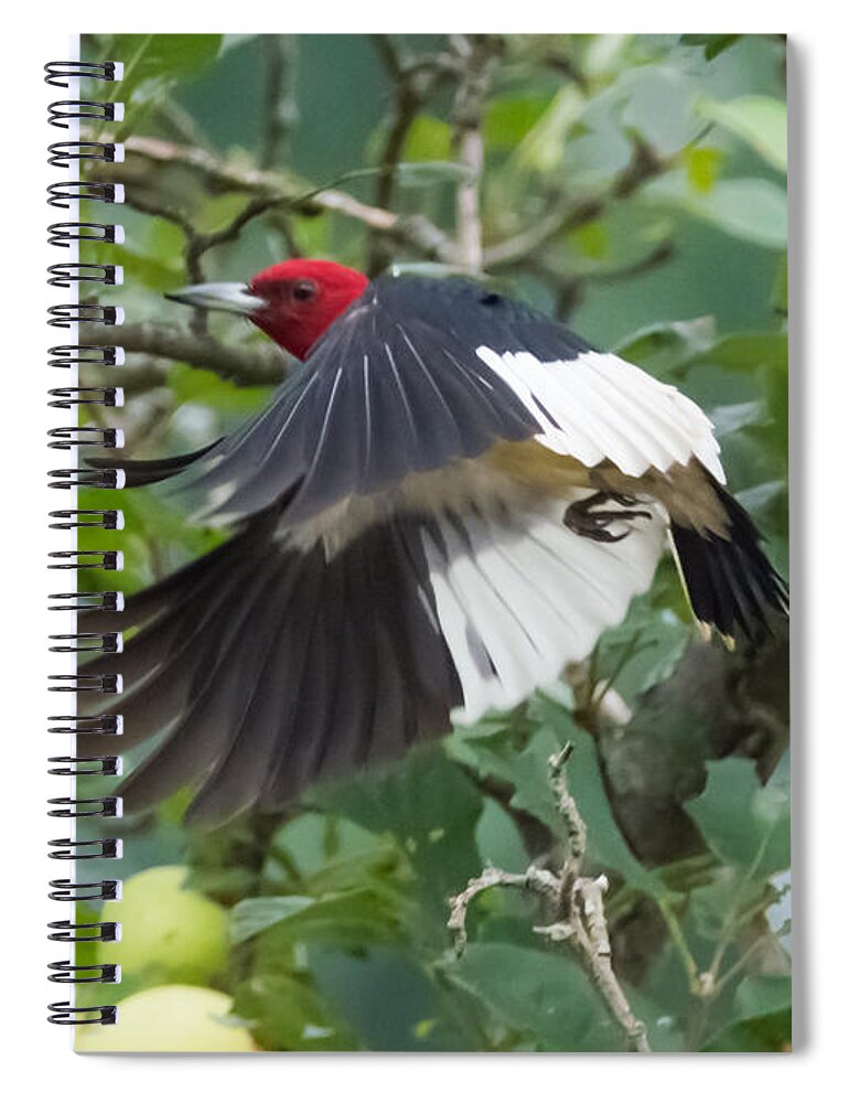 Red Headed Woodpecker Spiral Notebook featuring the photograph Red-Headed Woodpecker by Holden The Moment