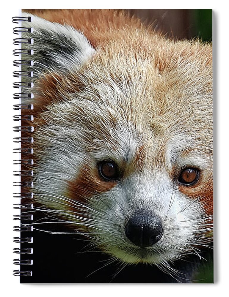 Red Spiral Notebook featuring the photograph Red Panda #1 by Kuni Photography