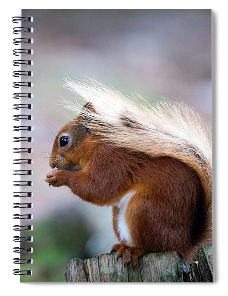 Red Squirrel Spiral Notebook featuring the photograph Red Squirrel #2 by Anita Nicholson