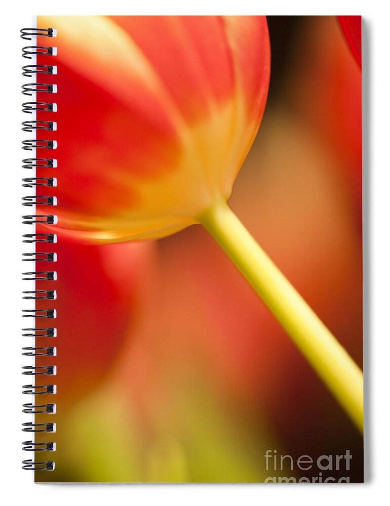 Tulip Spiral Notebook featuring the photograph Red Tulips #3 by Heiko Koehrer-Wagner