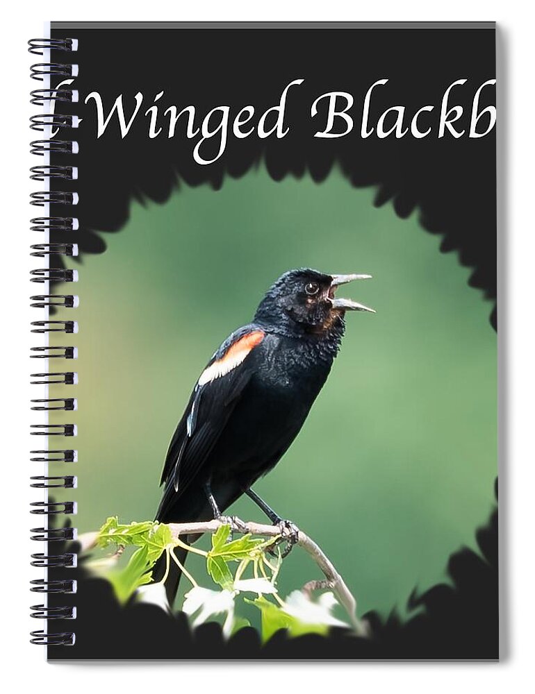 Red-winged Blackbird Spiral Notebook featuring the photograph Red-Winged Blackbird by Holden The Moment
