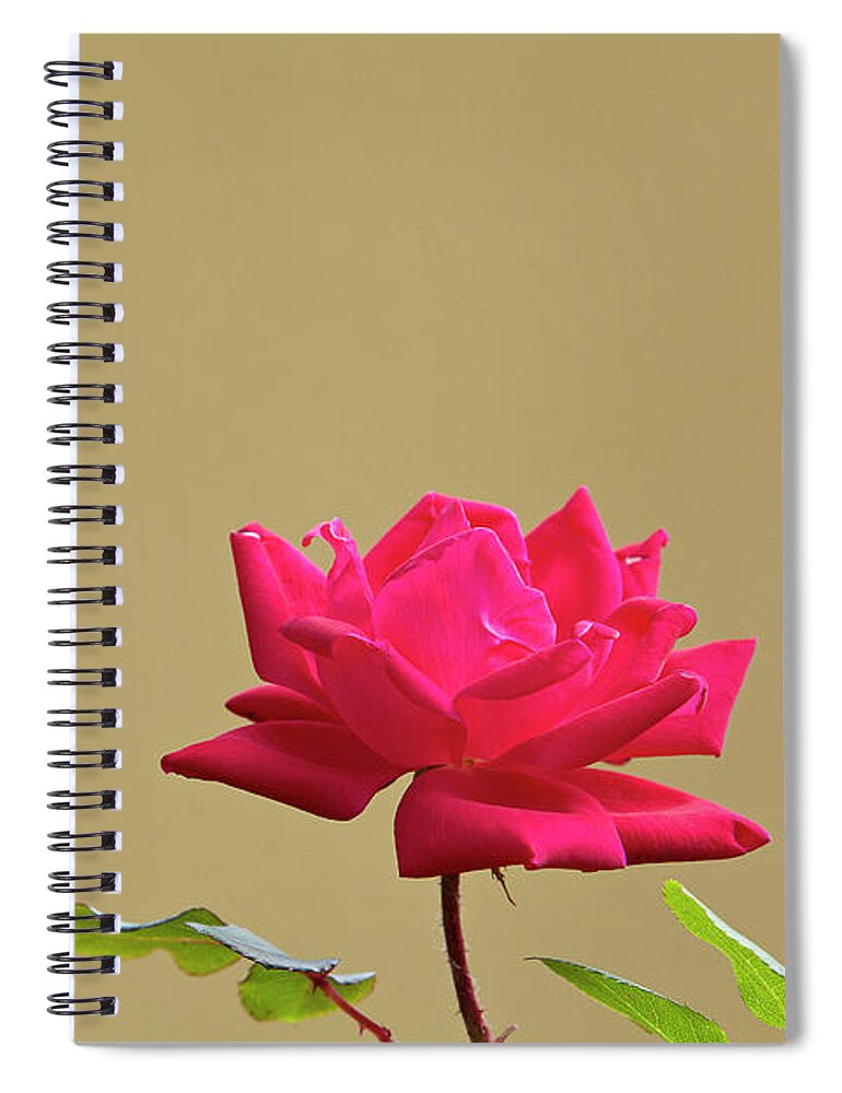 Garden Spiral Notebook featuring the photograph Rose #1 by Garden Gate