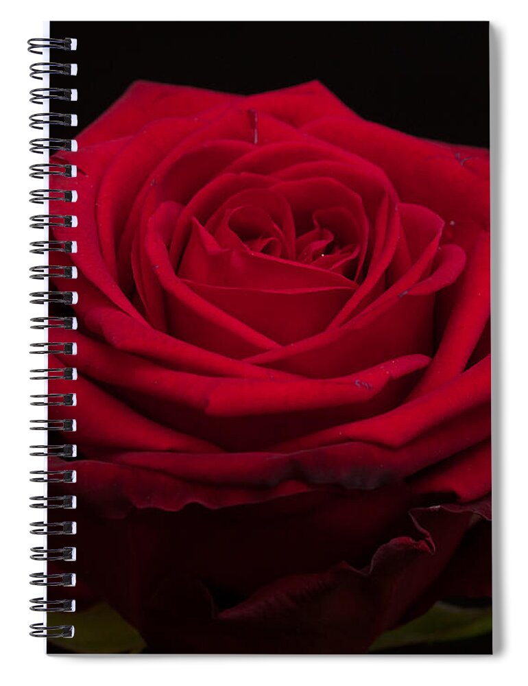 Miguel Spiral Notebook featuring the photograph Roses are Red #2 by Miguel Winterpacht