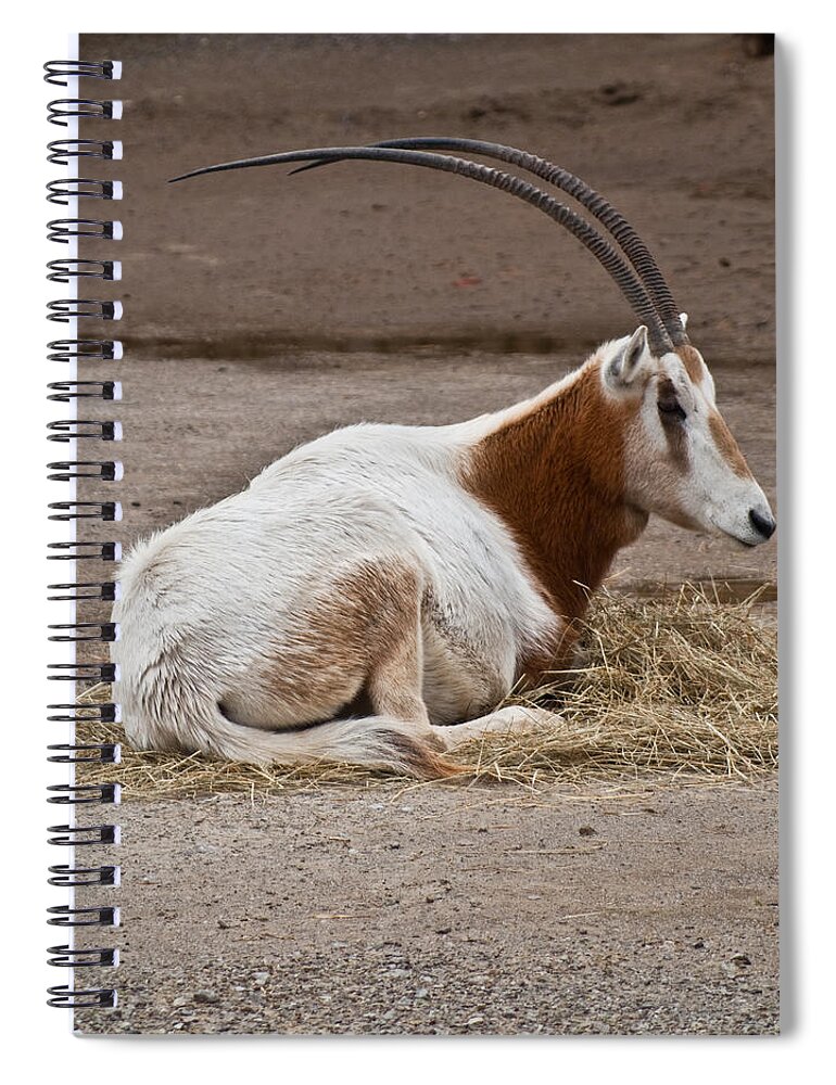 Scimitar Oryx Spiral Notebook featuring the photograph Scimitar Horned Dammah #1 by Douglas Barnett