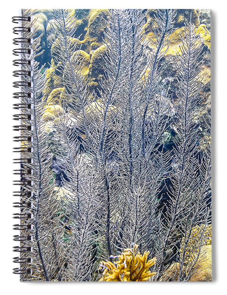 Sea Plumes Coral Spiral Notebook featuring the photograph Sea Plumes Coral #2 by Perla Copernik