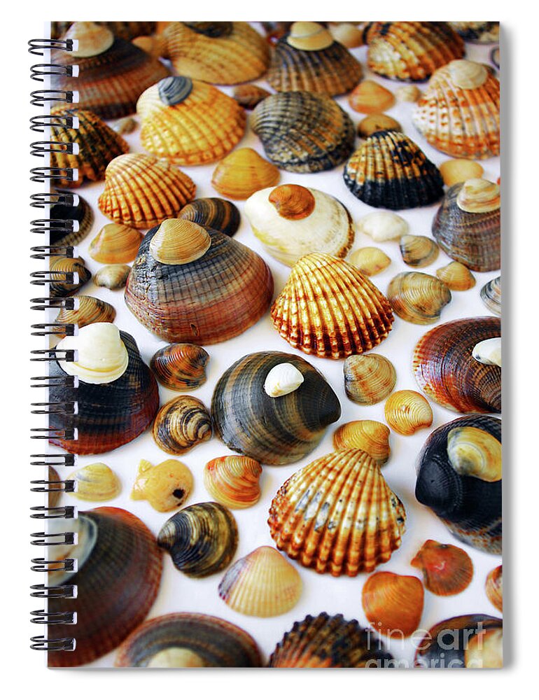 Aquatic Spiral Notebook featuring the photograph Shell Background #1 by Carlos Caetano