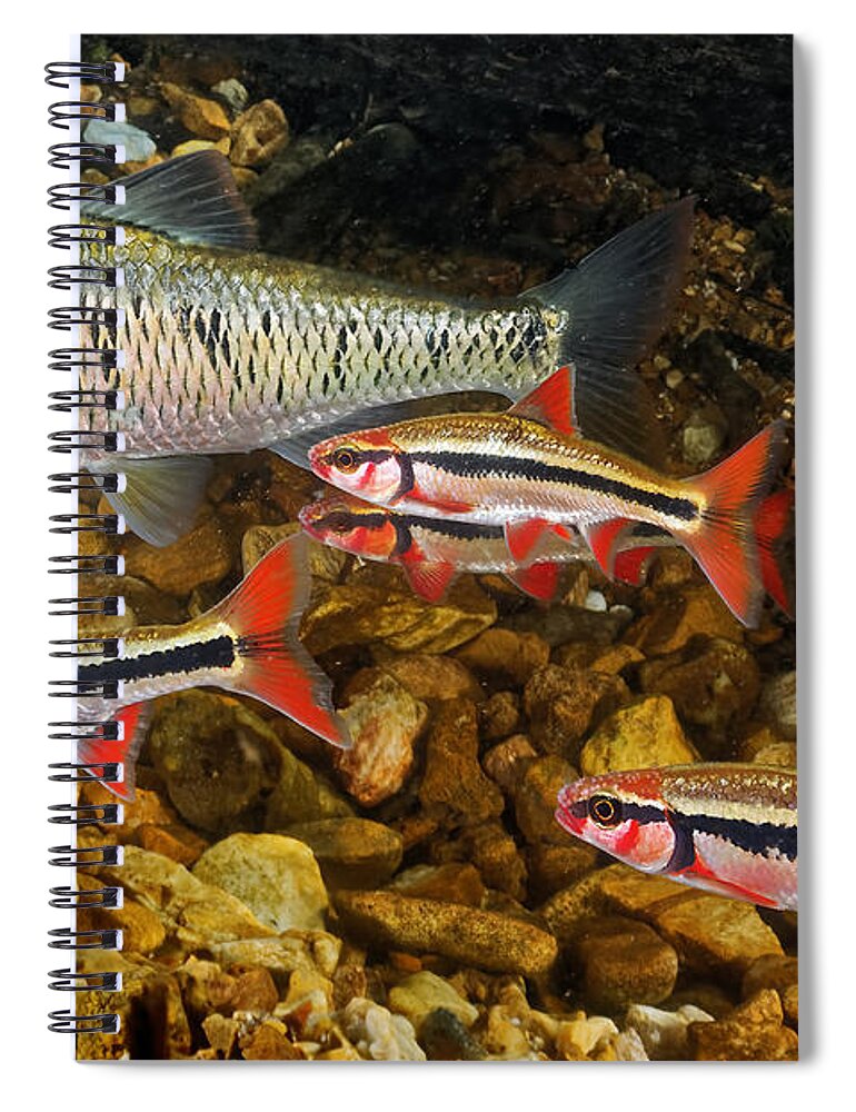 Spawn Spiral Notebook featuring the photograph Spawning Shiners #1 by Robert Charity
