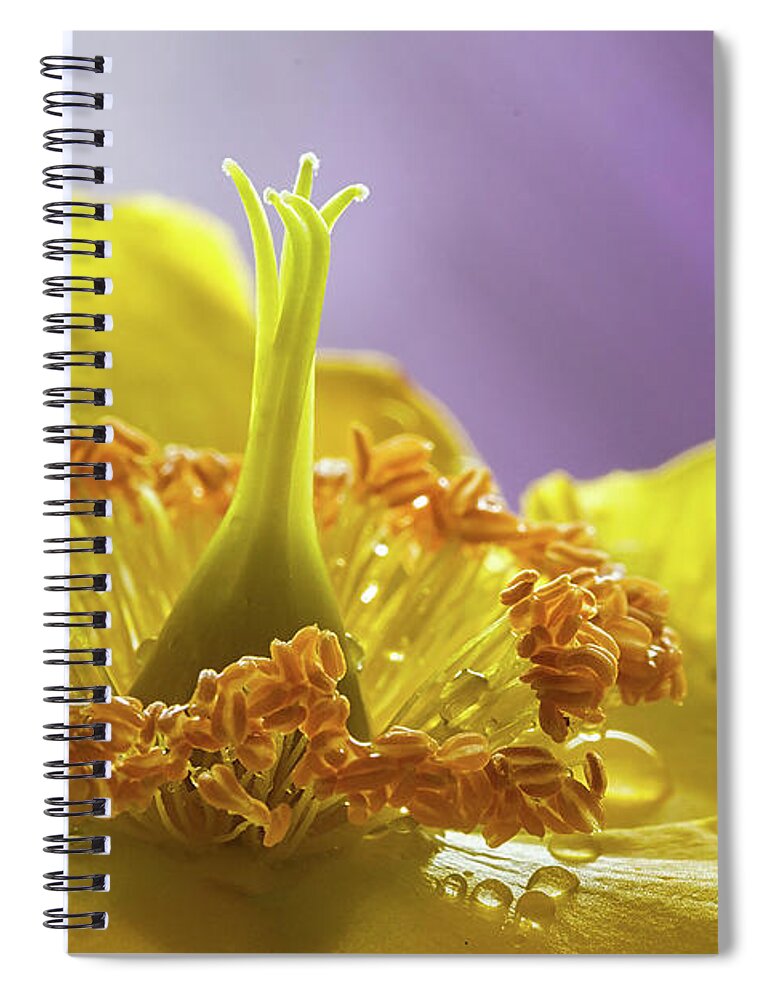 Wort Spiral Notebook featuring the photograph St Johns Wort Flower #1 by Shirley Mitchell