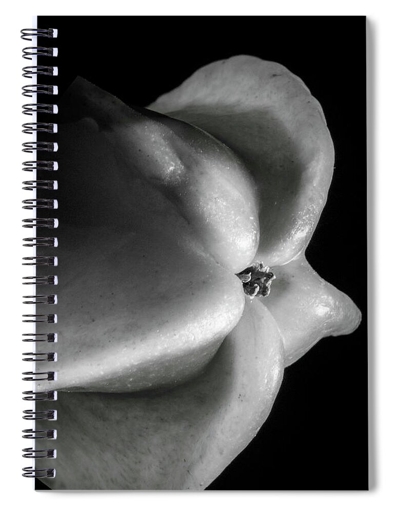 Produce Spiral Notebook featuring the photograph Star Fruit One #1 by Frederic A Reinecke