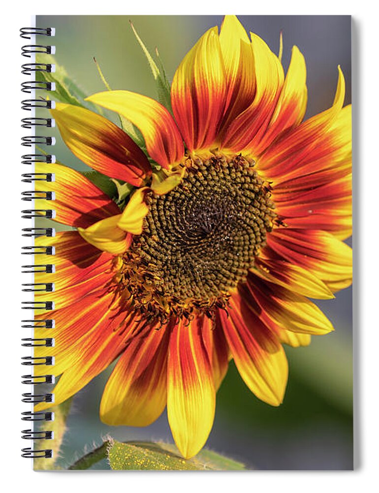 Sunflower Spiral Notebook featuring the photograph Sunflower 2018-1 by Thomas Young