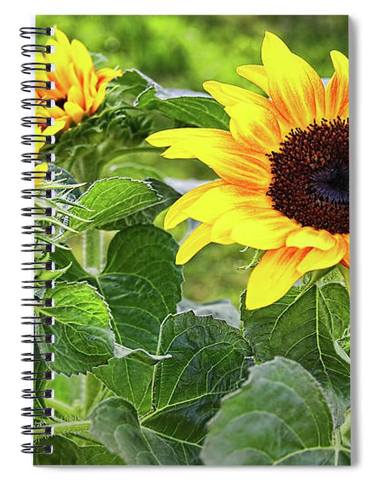 Sunflowers Spiral Notebook featuring the photograph Sunflowers #1 by Pat Cook