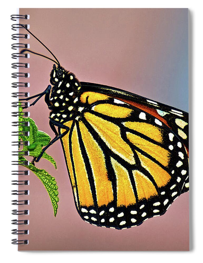 Insect Spiral Notebook featuring the photograph Taking A Break #1 by Christopher Holmes