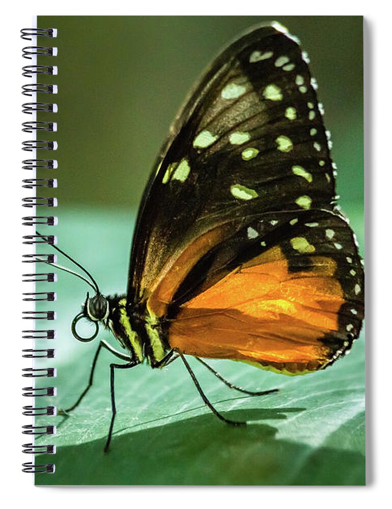 Lepidoptera Spiral Notebook featuring the photograph Tarricina #1 by SAURAVphoto Online Store