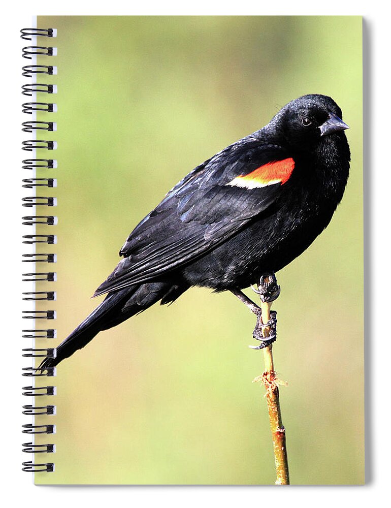 Red-winged Blackbird Spiral Notebook featuring the photograph The Look #2 by Shane Bechler
