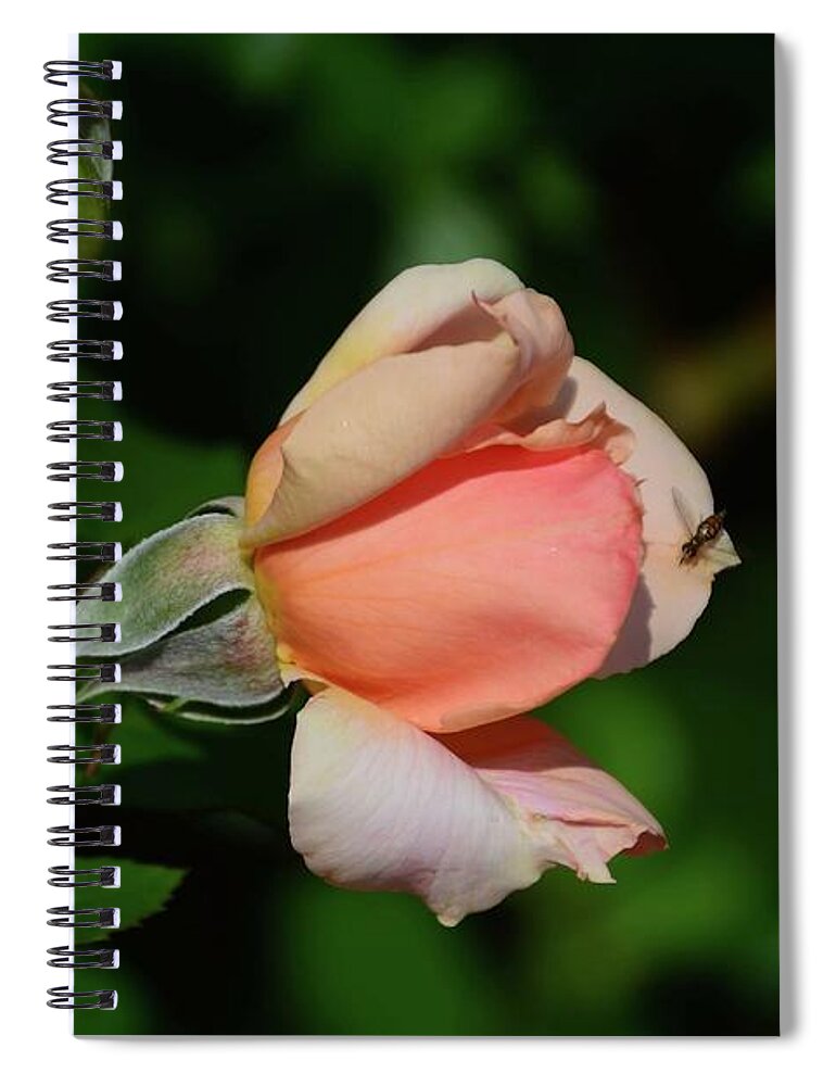 Roses Spiral Notebook featuring the photograph The Visitor #1 by Cindy Manero