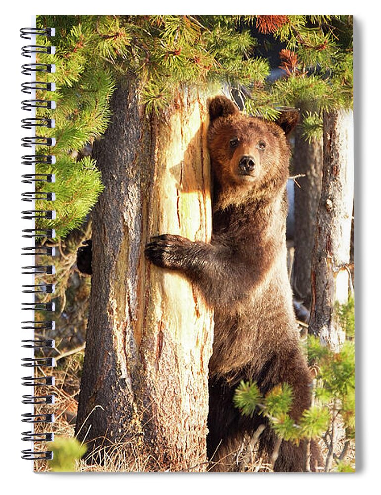 Grizzly Spiral Notebook featuring the photograph Tree Hugger by Eilish Palmer