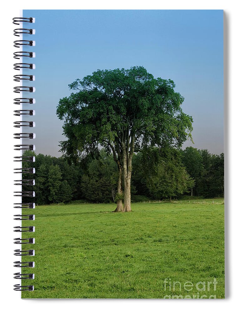 Maine Spiral Notebook featuring the photograph Tree in field by Kevin Shields