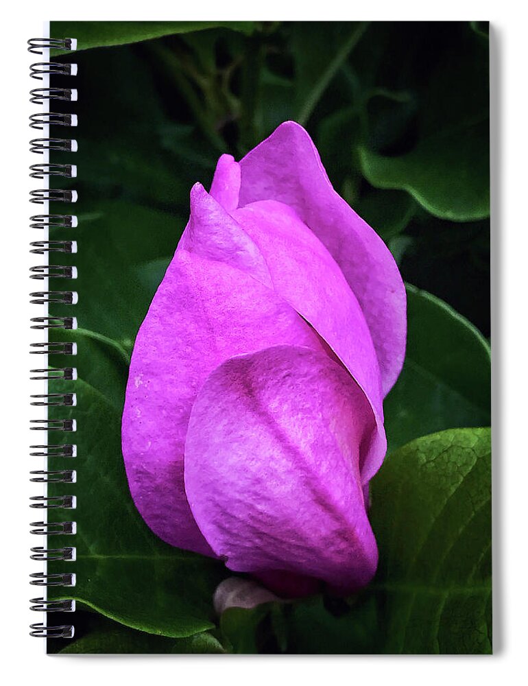 Magnolia Spiral Notebook featuring the photograph Unfolding #2 by Jill Love
