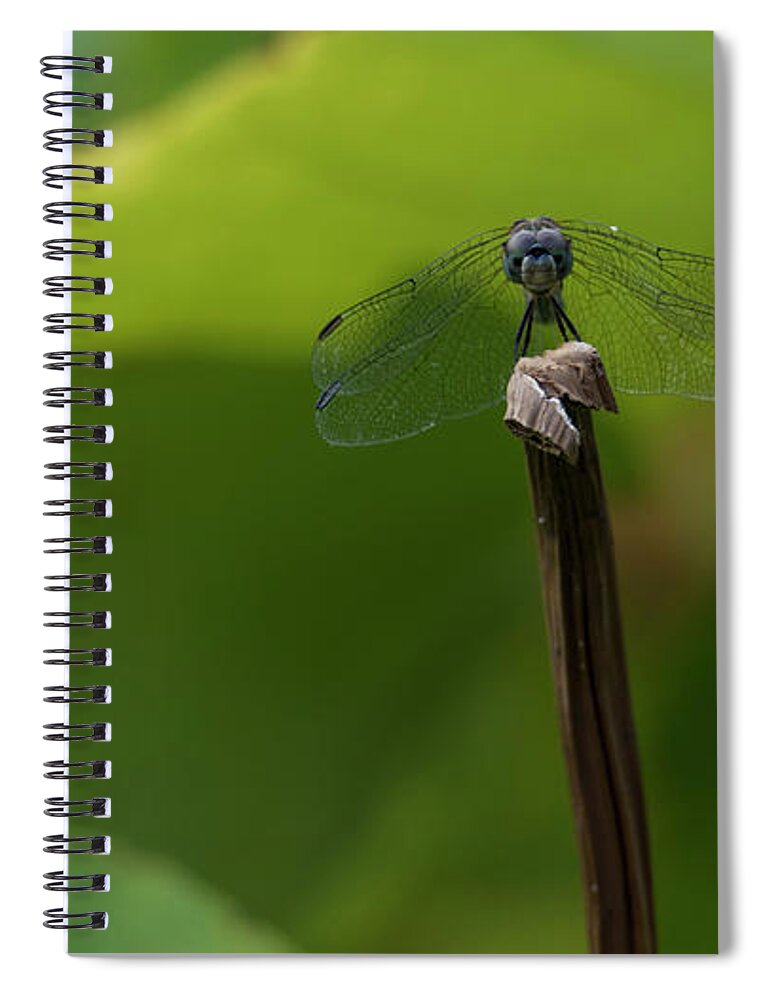 Dragonfly Spiral Notebook featuring the photograph Vigilance by Holly Ross