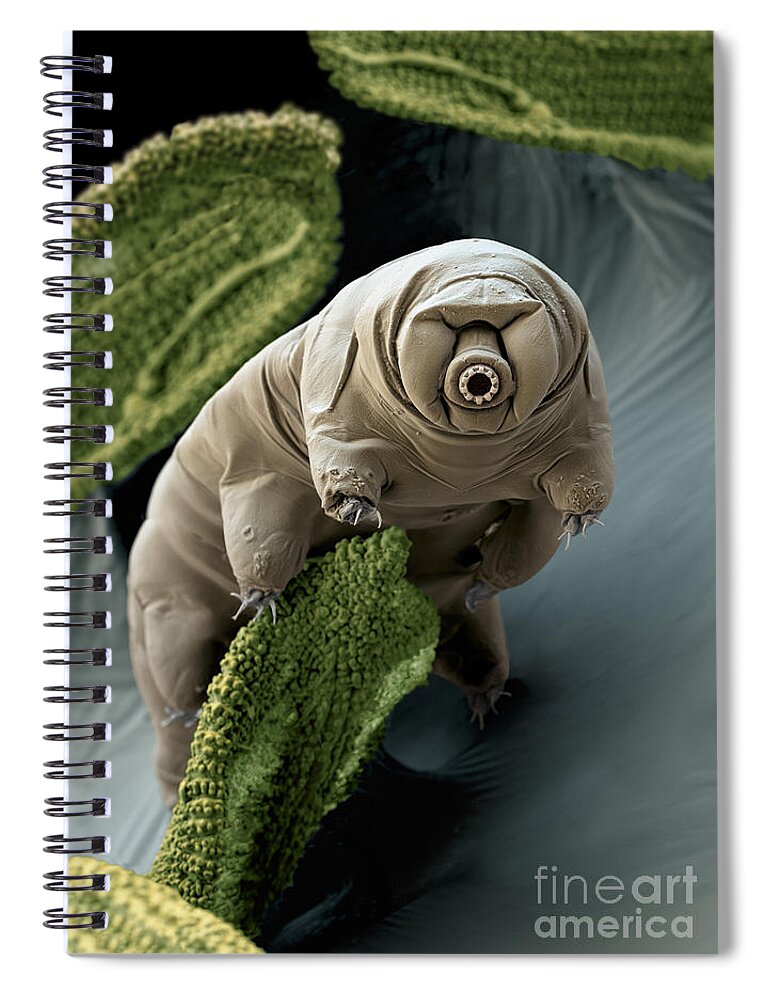 Paramacrobiotus Craterlaki Spiral Notebook featuring the photograph Water Bear Or Tardigrade by Eye of Science