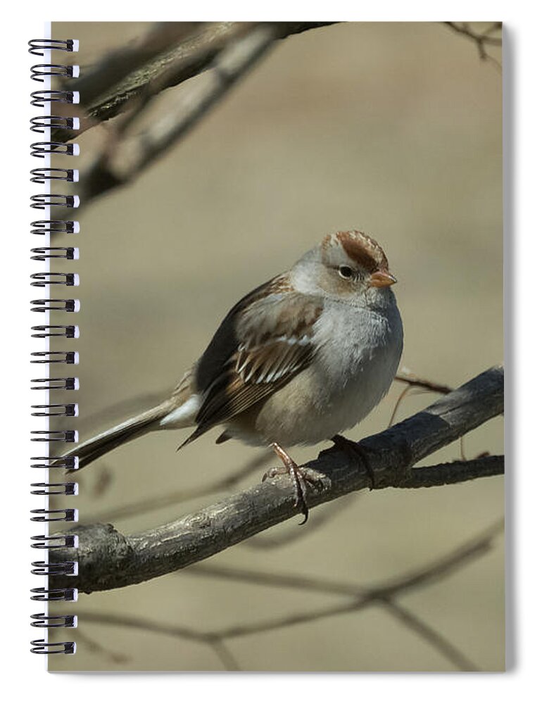 White Crowned Sparrow Spiral Notebook featuring the photograph White-Crowned Sparrow    by Holden The Moment