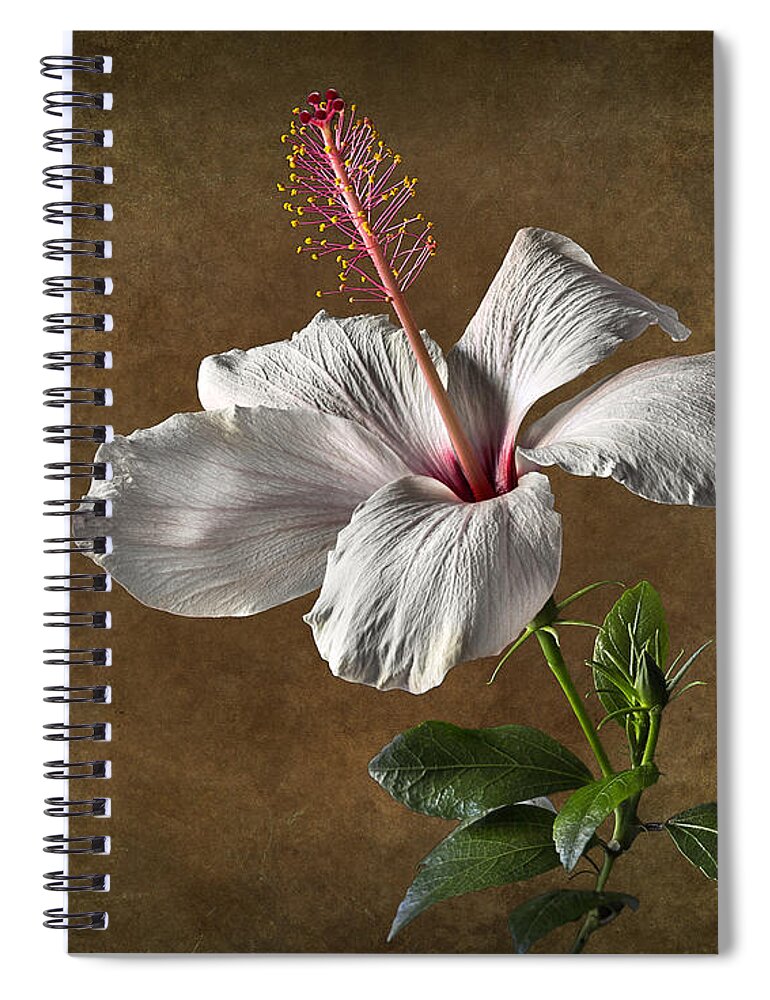 White Hibiscus Spiral Notebook featuring the photograph White Hibiscus #1 by Endre Balogh