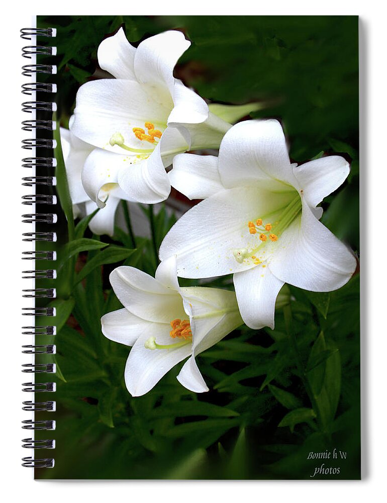Lilies Spiral Notebook featuring the photograph White Lilies #2 by Bonnie Willis