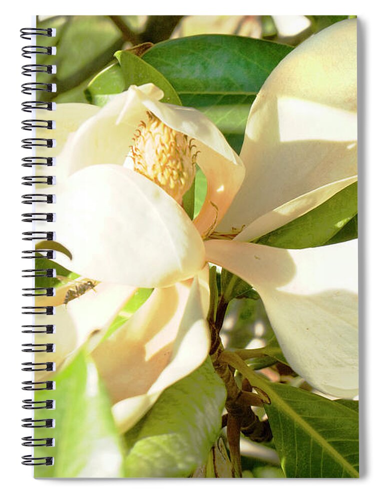 Magnolia Spiral Notebook featuring the photograph White magnolia #1 by Irina Afonskaya