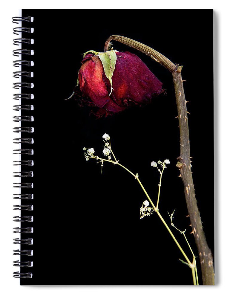 Rose Spiral Notebook featuring the photograph Wilted dry red rose flower #1 by Michalakis Ppalis
