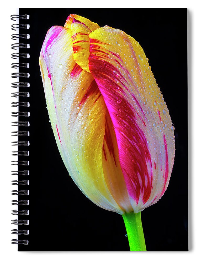 Tulip Spiral Notebook featuring the photograph Wonderful Dew Covered Tulip #1 by Garry Gay