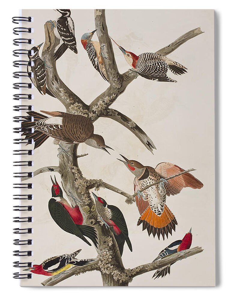 Audubon Spiral Notebook featuring the painting Woodpeckers by John James Audubon