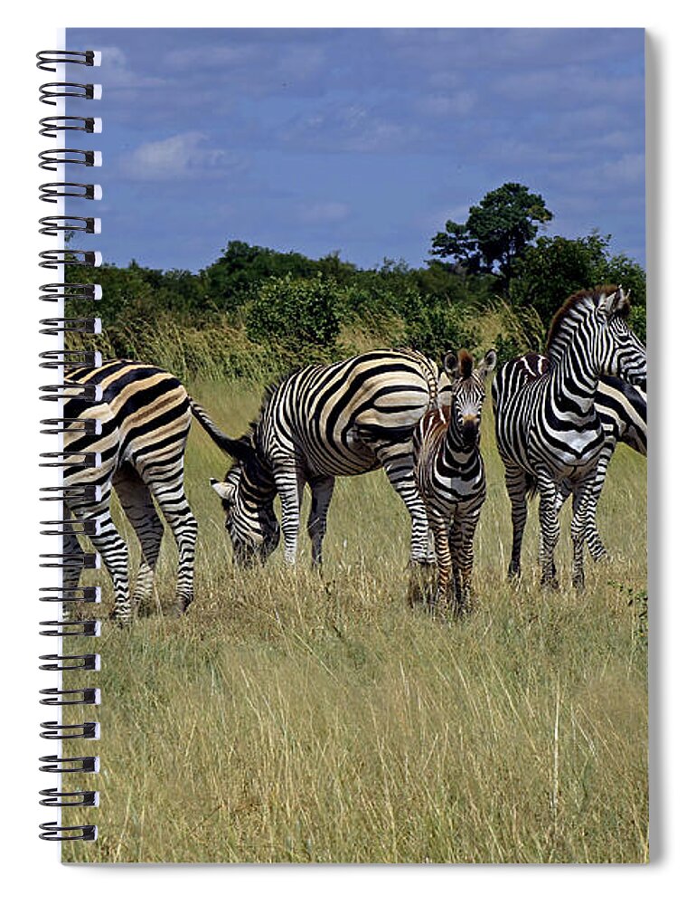 Zimbabwe Spiral Notebook featuring the photograph Zebra Group #1 by Tony Murtagh