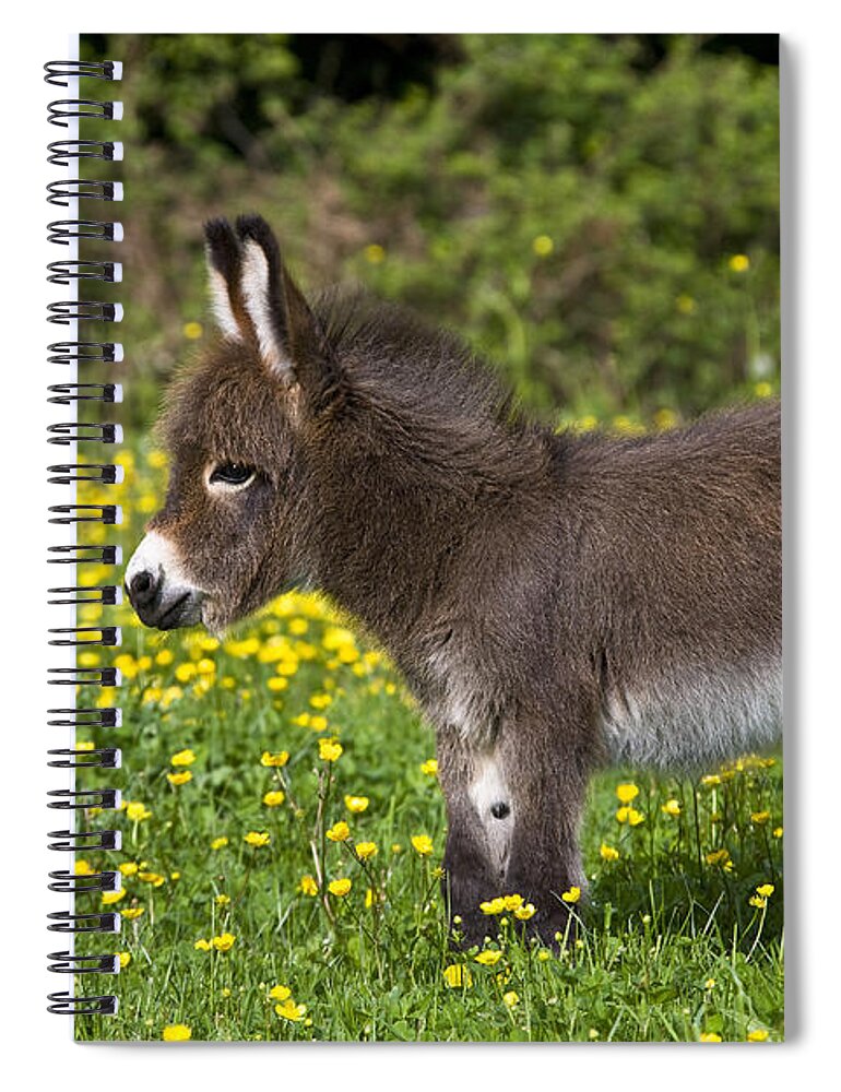 Miniature Donkey Spiral Notebook featuring the photograph Miniature Donkey Foal by Jean-Louis Klein Marie-Luce Hubert