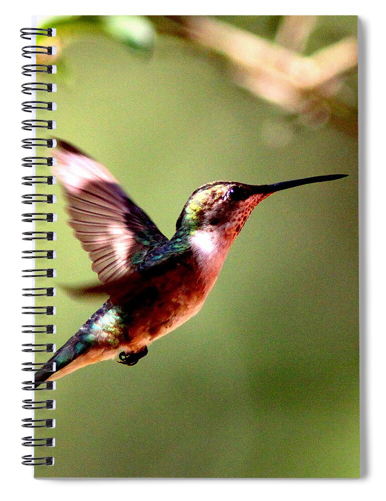 Ruby-throated Hummingbird Spiral Notebook featuring the photograph 103456 - Ruby-throated Hummingbird by Travis Truelove